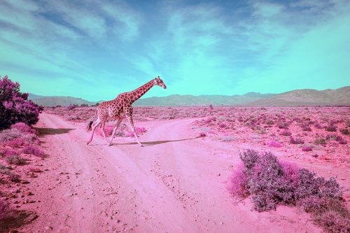 #PinkSafari III