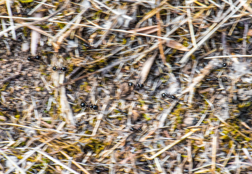 Ants at work