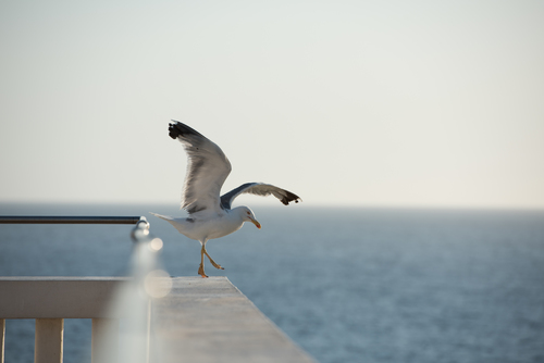 Dancing seagull