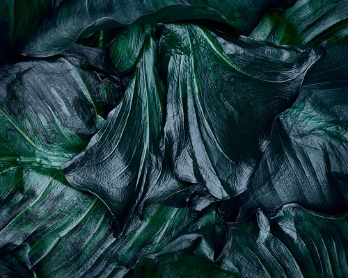 Calla Lillies (2)