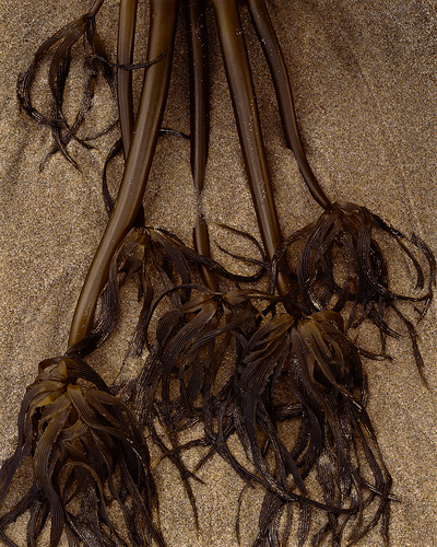 Kelp