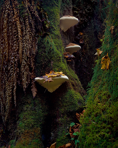 Rain Forest
