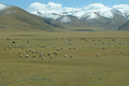 Pasturelands