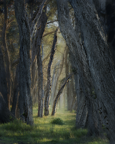 Into the Light