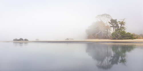 Weiti in the mist