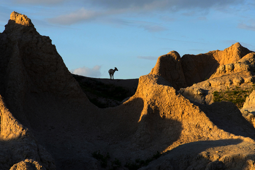 Goat on a Hill