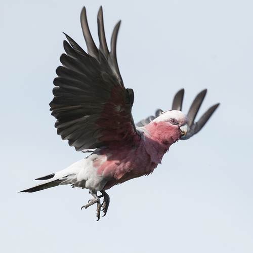 Grey and Pink Galah