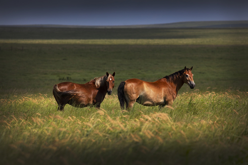 Two Horses, From the series, Grasslands