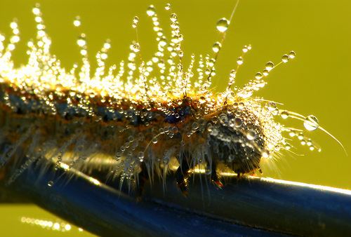 Punk Caterpillar