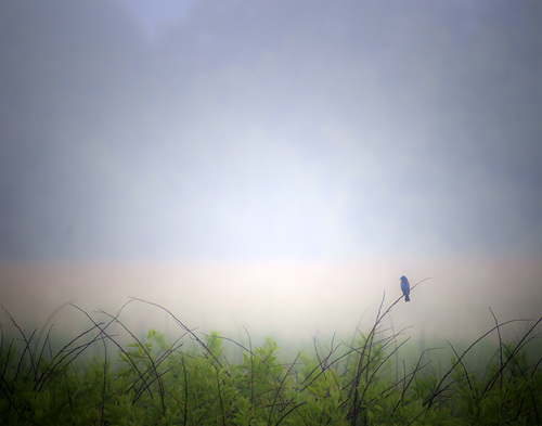 Blue Bird Dream