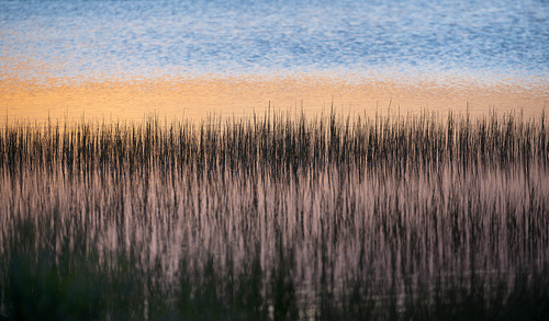 Gull Point Sticks