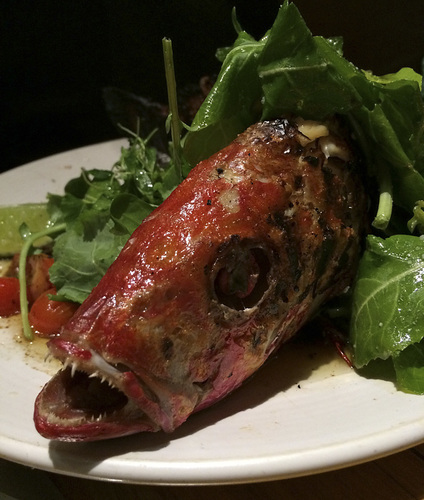 Red Snapper