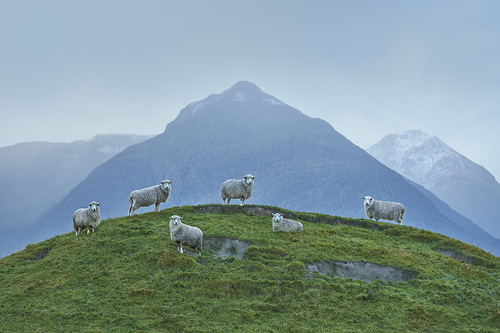 Sheep