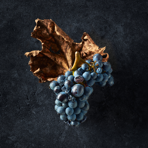Gevrey Chambertin 2022