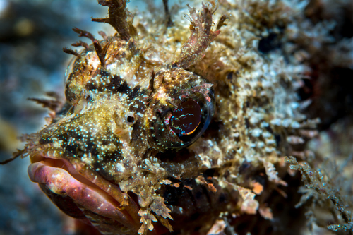 Scorpion Fish - Electric Eyes