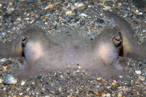 Stingray Eyes