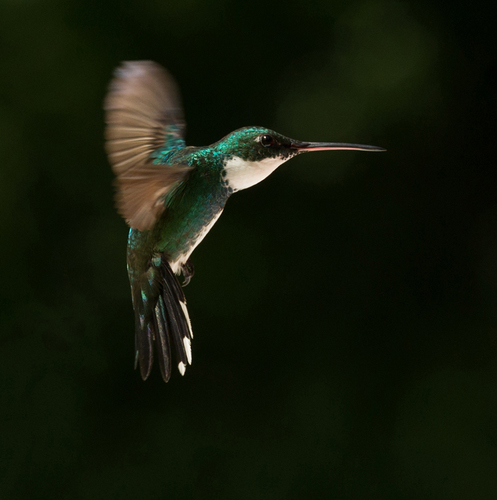 Colibri