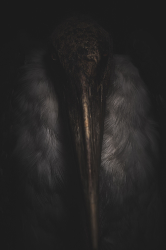 Anima, silenced Souls. The Marabou