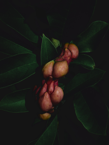 Forbidden Fruit