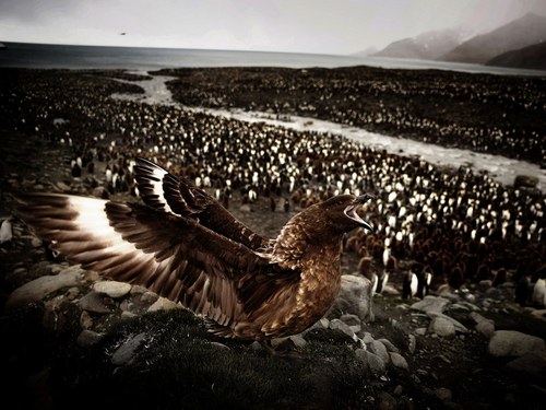 Penguins at St Andrews Bay