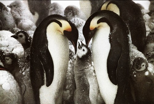 Emperor Penguins #4