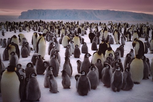 Penguin colony, Antarctica 2008
