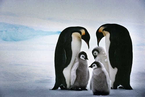 Penguin family, Antarctica 2014