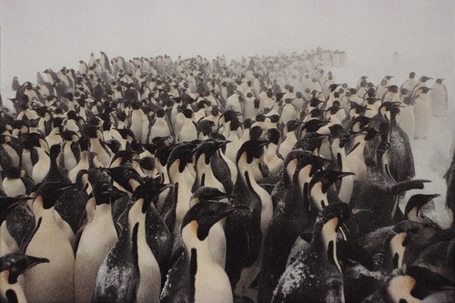 Penguins bracing for storm, Antarctica 2008
