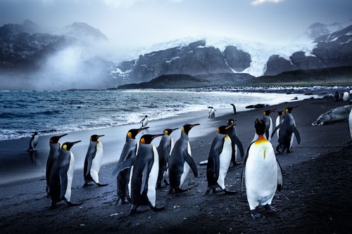 Penguins, South Georgia 2014