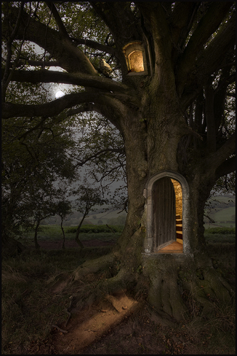 The Grandfather Tree of Monmouthshire Wood