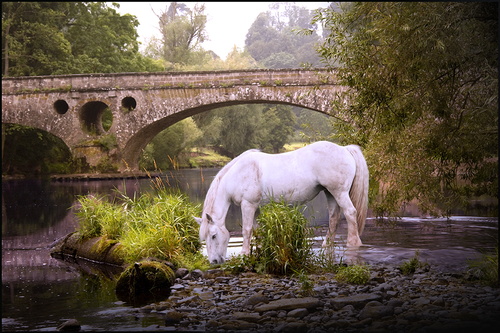 USK River Early Morning- South Wales, UK