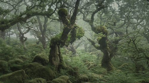 Dancing Girls of the wood