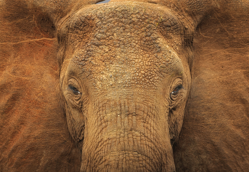 Beyond the Tusks