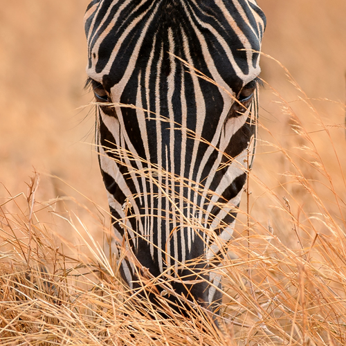Grazing