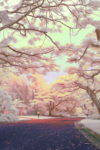 Infrared Street
