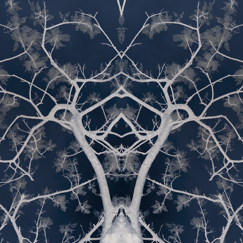 Patterns Nature