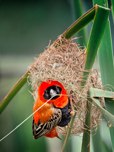 Red Bishop