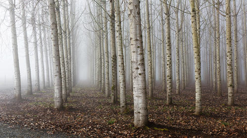 Secret Forest