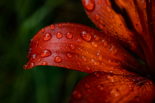 Water Droplets On Red