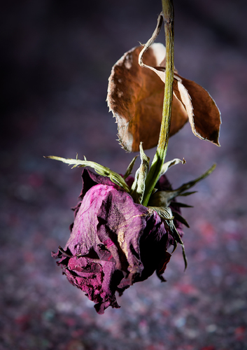 The Rose