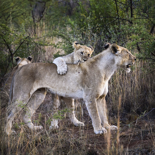Getting Mom's Attention