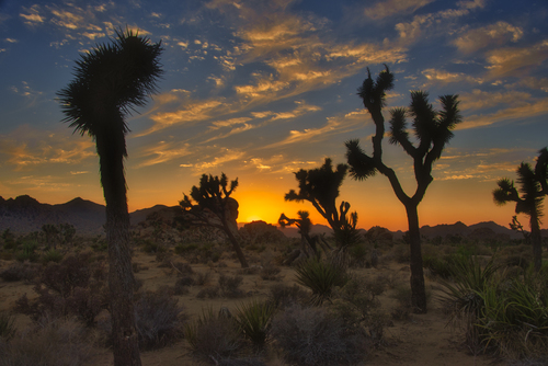 Joshua Tree Sunset