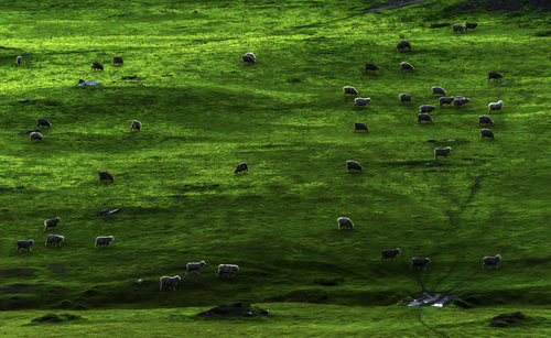 Wanaka Sheeps