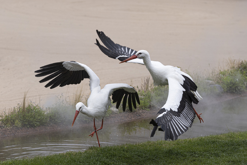 storks