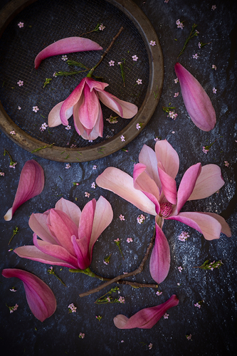 Magnolia