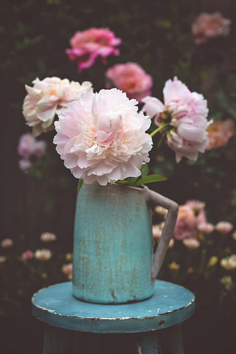 Peony (1)