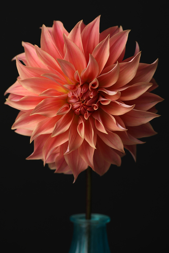 Dahlia
