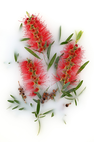 Milk Bath Flowers