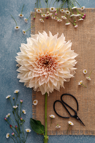 Fresh Dahlia
