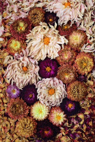 Dahlia, Very Still Life